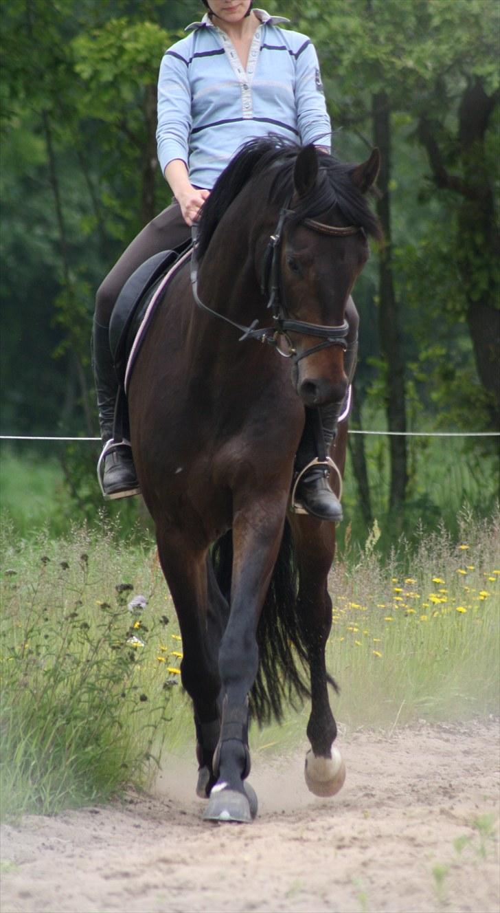 Dansk Varmblod Renoir billede 13