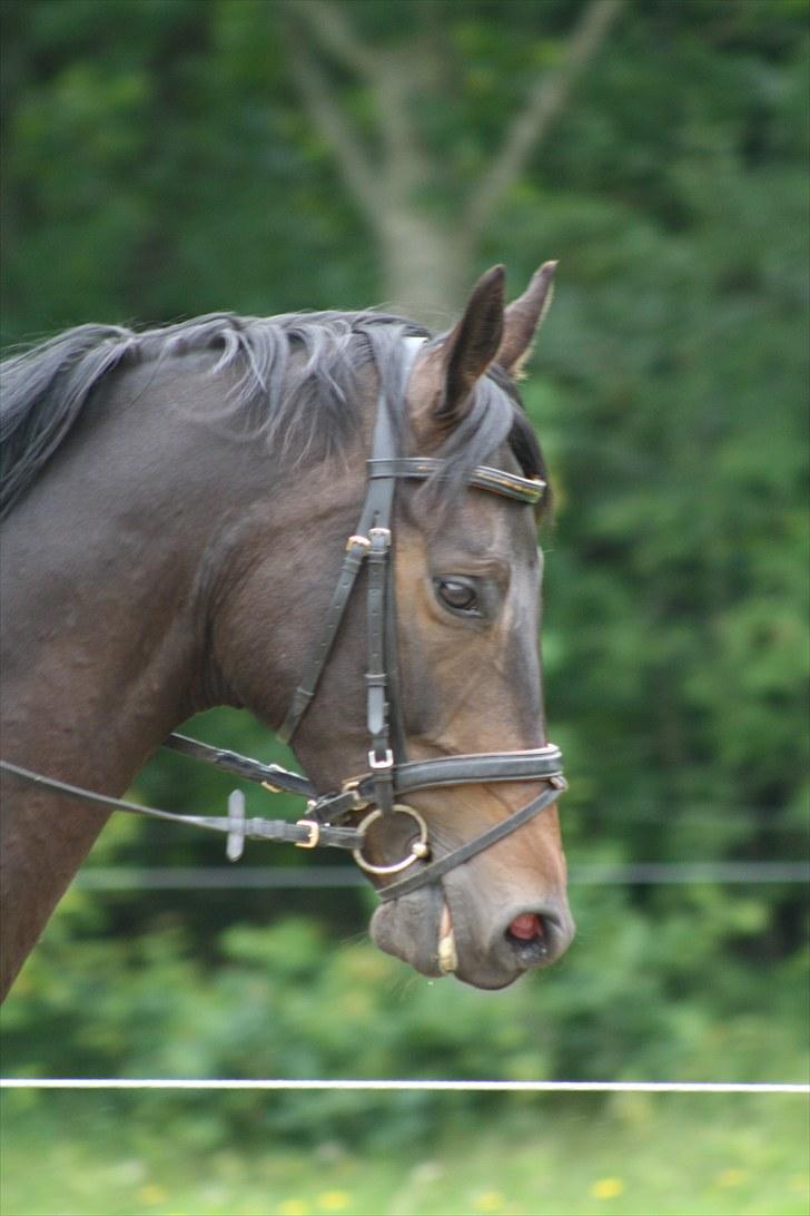 Dansk Varmblod Renoir billede 14