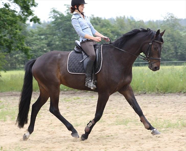 Dansk Varmblod Renoir billede 15