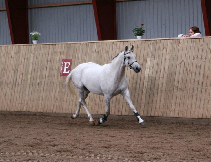 DSP Dorreen - 20.06.10: Dorreen kåret som Dagens Springhoppe, udtaget til Eliteskue i DSP billede 13
