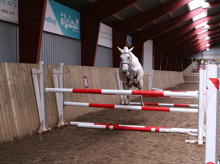 DSP Dorreen - 20.06.10: Dorreen kåret som Dagens Springhoppe, udtaget til Eliteskue i DSP billede 14