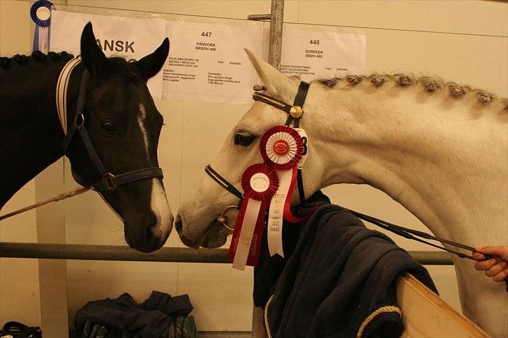 DSP Dorreen - 09.10.10: Dorreen til Kimbrerskue, praler lige overfor Pandora billede 15