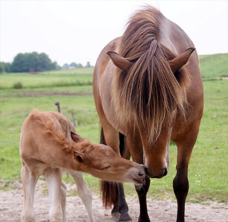 Islænder Tritla fra Rønnekildegård - d. 25 juni folede Tritla et skønt stort føl. Men 3 uger for tidligt.  billede 20
