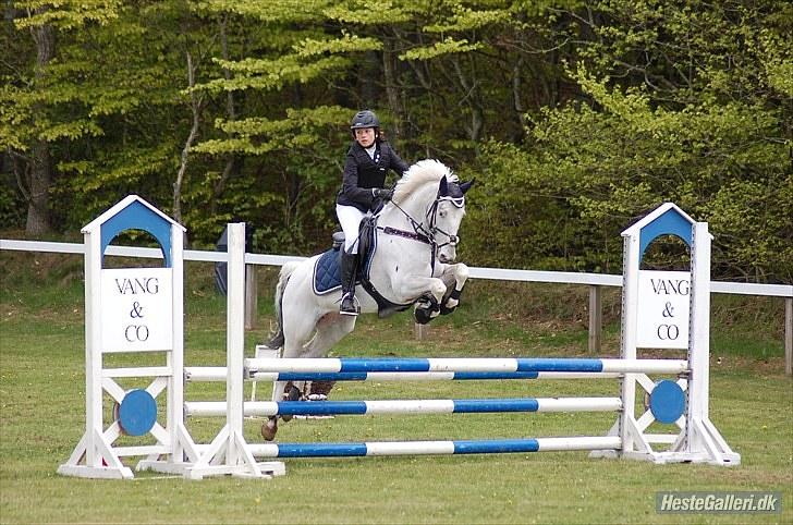 Knabstrupper Ziggie Stardust <3 -  morsø 2010<3foto:Louise Svenningsen billede 12