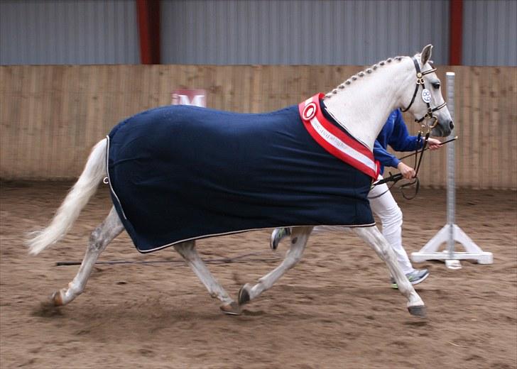 DSP Dorreen - 20.06.10: Dorreen kåret som Dagens Springhoppe, udtaget til Eliteskue i DSP billede 17