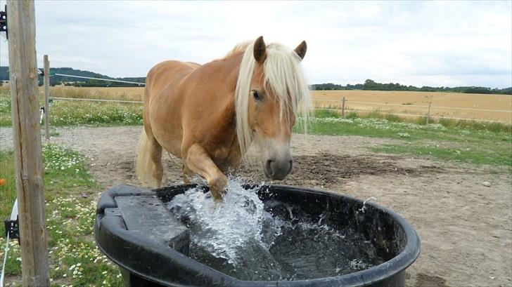 Tyroler Haflinger Stranor - Vandbaljen! :) billede 3