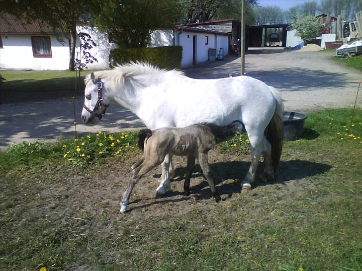 Welsh Pony af Cob-type (sec C) gribsvads bimbu - filipa med sit 2 føl. tidsel,lady columbine billede 3