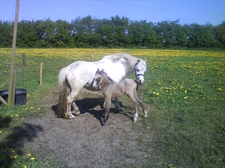 Welsh Pony af Cob-type (sec C) gribsvads bimbu - filipa med sit 2 føl. tidsel,lady columbine billede 4