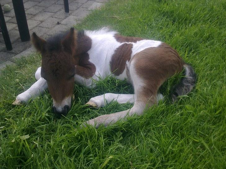 Anden særlig race lille mand hvil fred. :'( billede 1