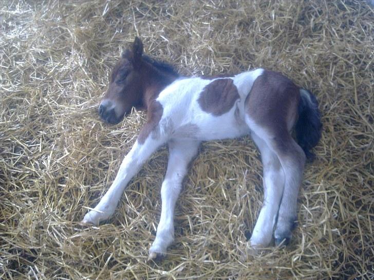 Anden særlig race lille mand hvil fred. :'( billede 2