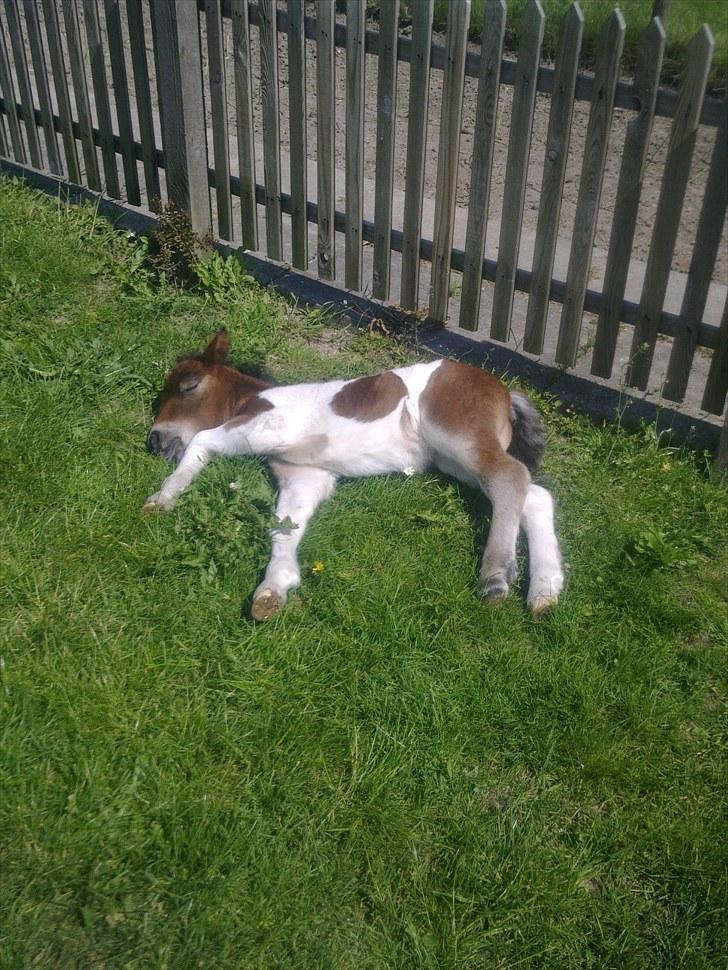 Anden særlig race lille mand hvil fred. :'( billede 5