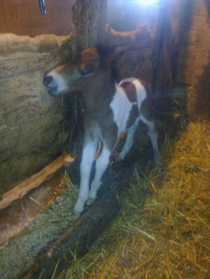 Anden særlig race lille mand hvil fred. :'( billede 6