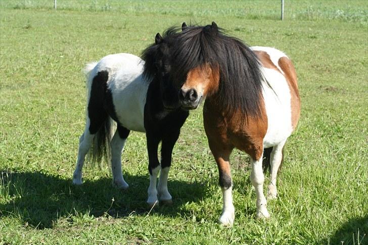 Anden særlig race Perle billede 10