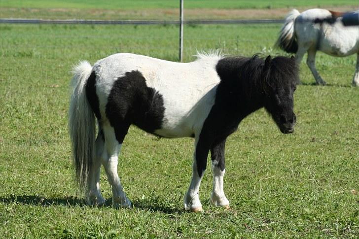 Anden særlig race Opal billede 13