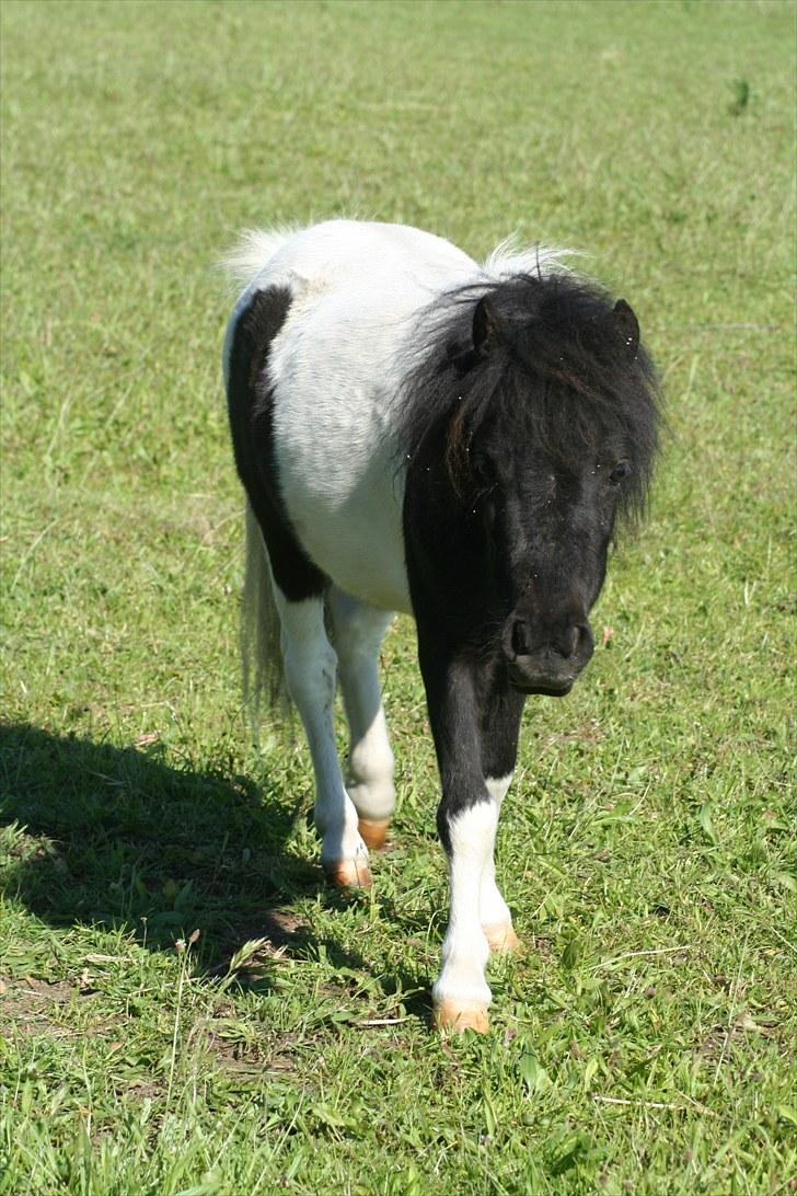 Anden særlig race Opal billede 14