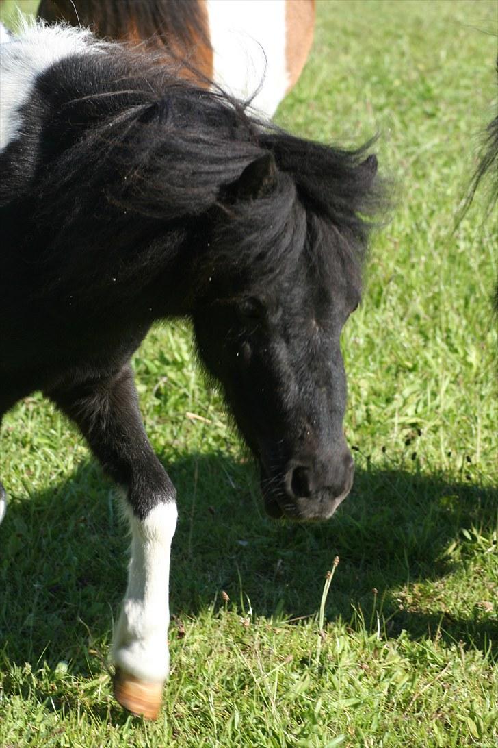 Anden særlig race Opal billede 15