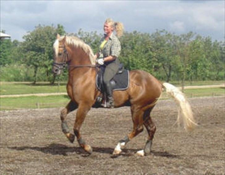 Palomino Yaspisgårds Gallon - GALLON´s MEGA HOOTE FAR billede 9