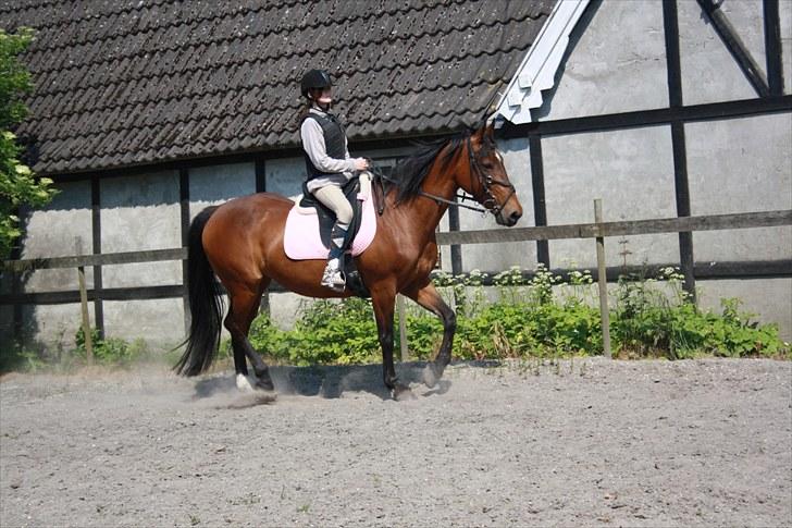 Dansk Varmblod Fru larsen<3 - min kusine på hest igen:)  billede 20