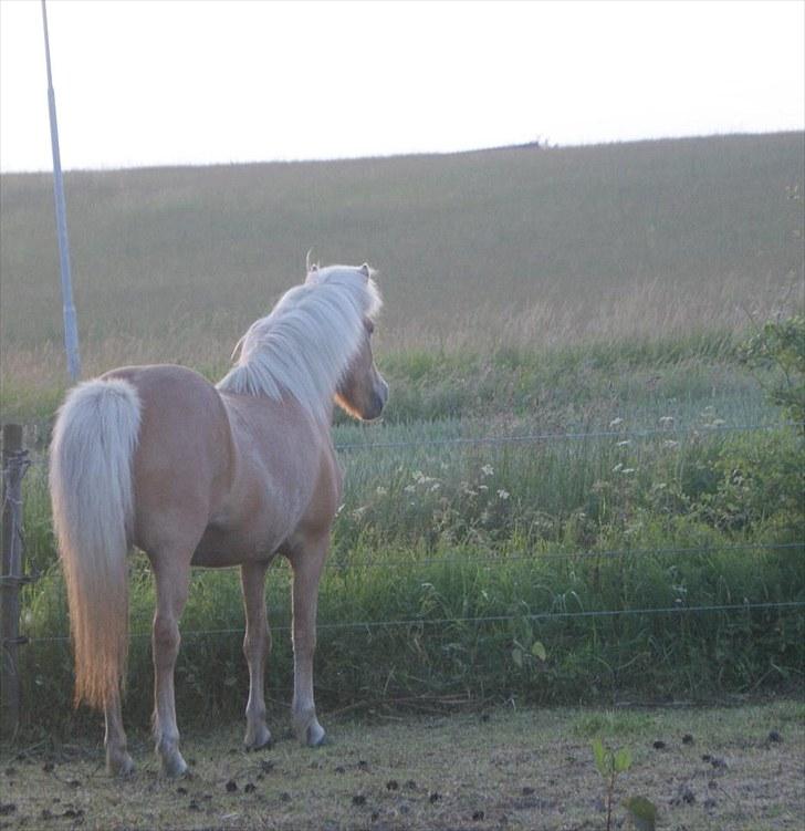 Islænder *Dana fra Fensmark billede 9