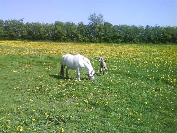 Welsh Pony af Cob-type (sec C) gribsvads bimbu - filipa med sit 2 føl. tidsel,lady columbine billede 6