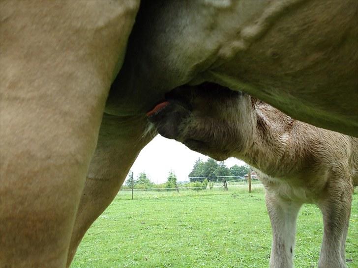 Islænder Loðinn fra Matras billede 17