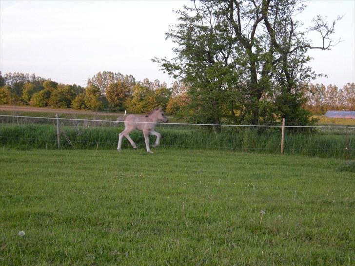 Islænder Loðinn fra Matras billede 18