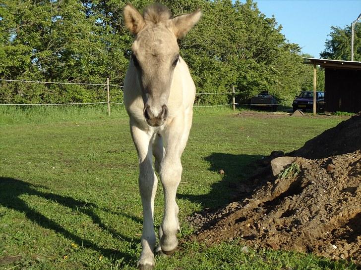 Islænder Loðinn fra Matras billede 19
