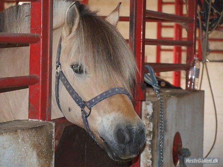 Fjordhest Maltus! * SOLGT* <3 - Stjerne hesten 8D<3 billede 10