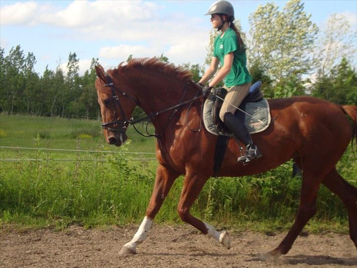 Dansk Varmblod Senta *solgt* - trav (; foto: Chrostina Olsen billede 17