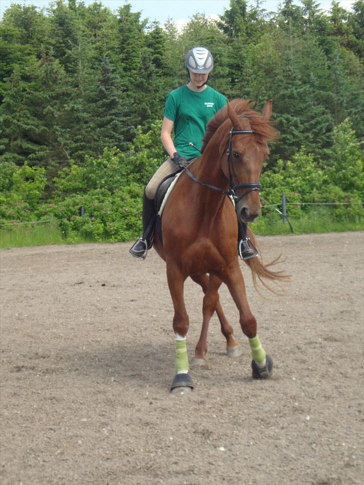 Dansk Varmblod Senta *solgt* - schelkelvining (, foto: Christina Olsen billede 18