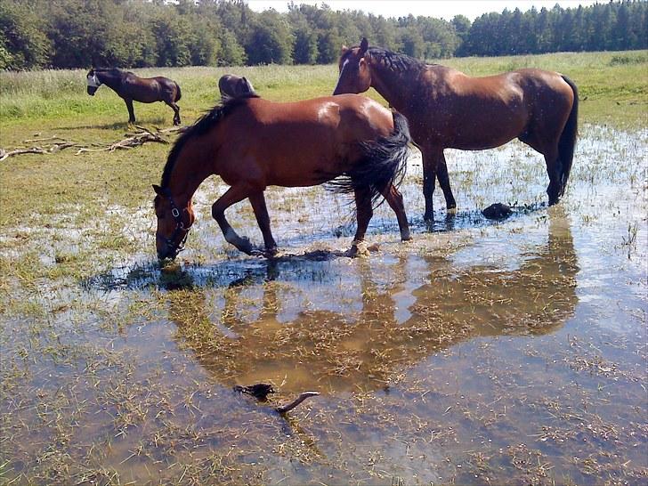 Hollandsk Sportspony Fjoery *solgt* - Fjoery ville ikke ind fra fold han stod og hyggede sig i vandet (: billede 3