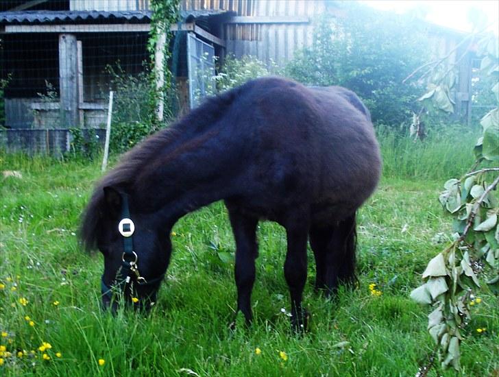 Shetlænder Minni billede 5