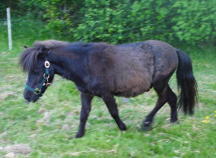 Shetlænder Minni billede 7