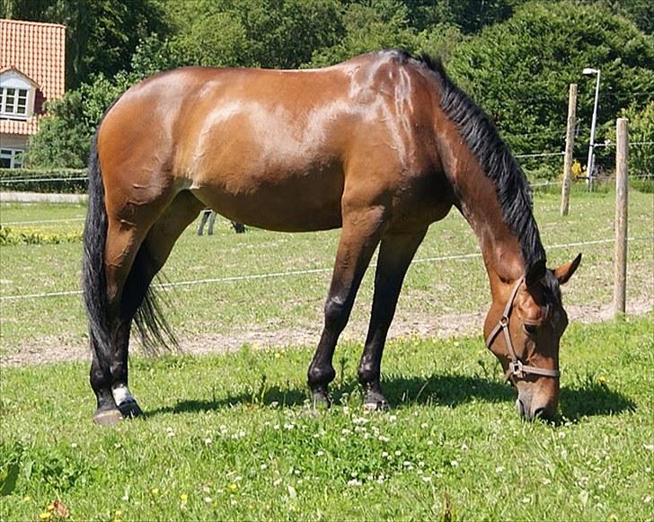 Dansk Varmblod Miss Cuba Xpart - på folden... <3 billede 19