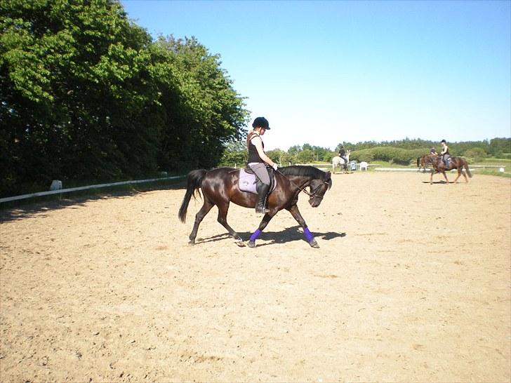 Welsh Cob (sec D) Holly - holly bette dresuer pony <3 billede 7