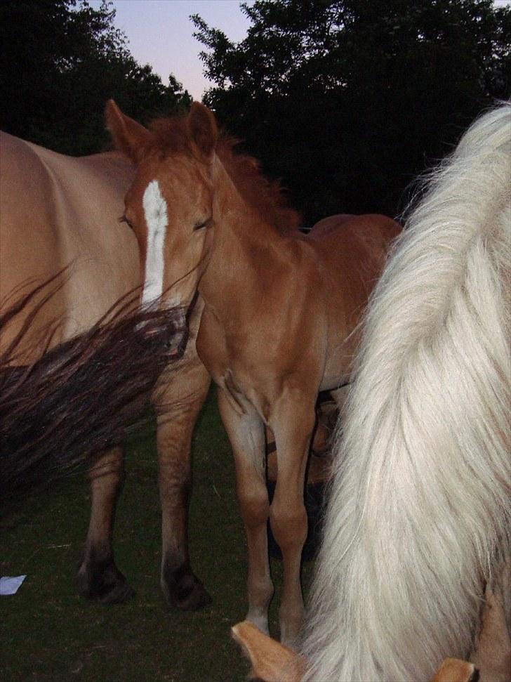 Anden særlig race Blue Balloo - 3 uger og en super figur billede 4