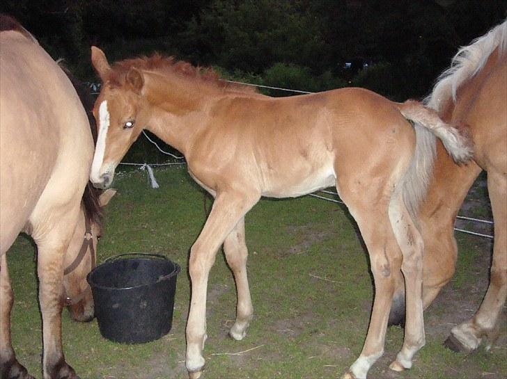 Anden særlig race Blue Balloo - 3 uger om 2 dage billede 5