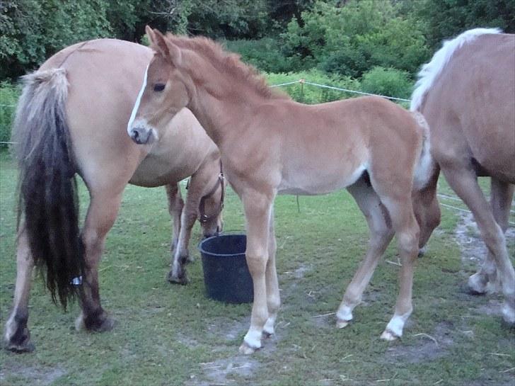 Anden særlig race Blue Balloo - 3 uger om 2 dage billede 6