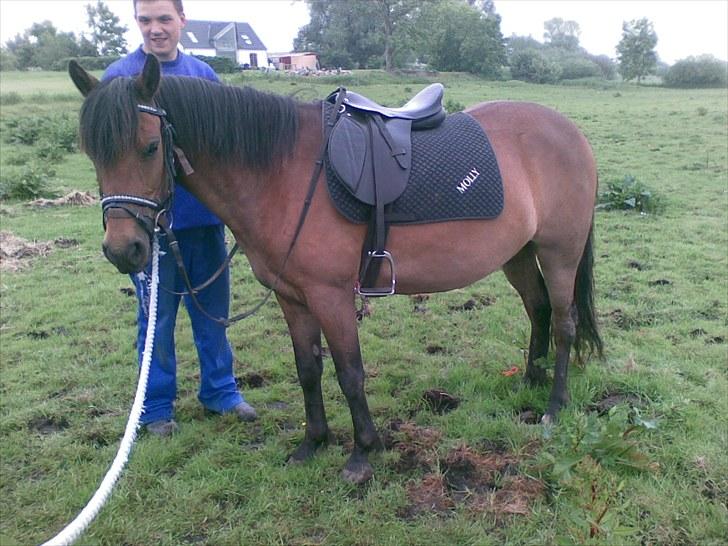 Anden særlig race Molly<3* tidligere  part  billede 2