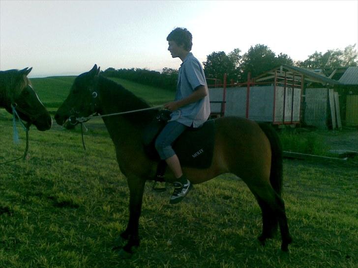 Anden særlig race Molly<3* tidligere  part  billede 3