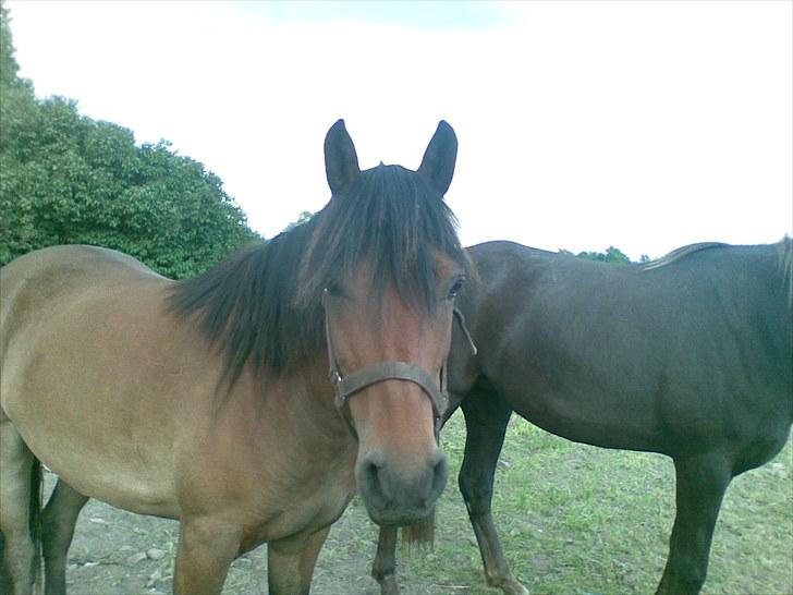 Anden særlig race Molly<3* tidligere  part  billede 4