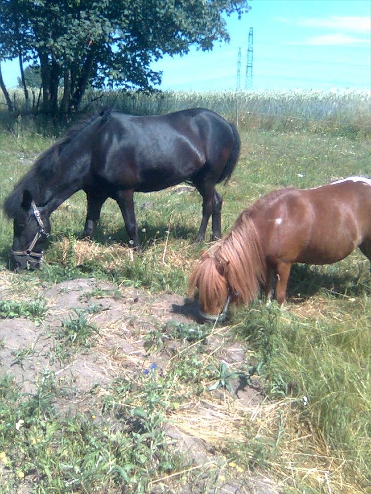 Islænder Litla *Mit et og alt* - græs er lige nådet for min billede 1