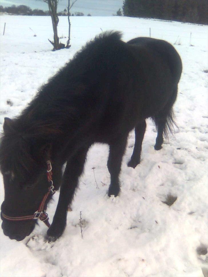 Islænder Litla *Mit et og alt* - ................ billede 2