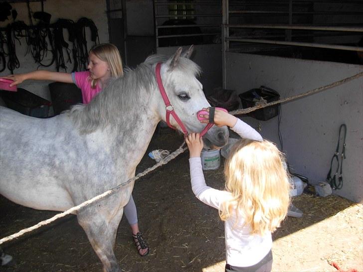 Anden særlig race Grey Star - Første dag hun har Star hjemme hun står med veninden og børste hende og lære den at kende billede 2