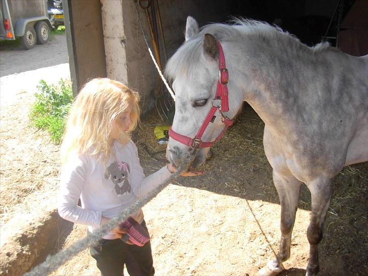 Anden særlig race Grey Star - Godbider skal der også til det er de begge helt enige om :-) billede 3