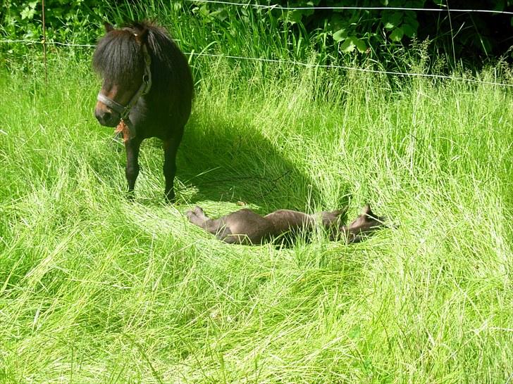 Miniature Prinsesse (solgt) - Det er livet dette her bare at ligge i det høje græs og sole sig.. billede 6