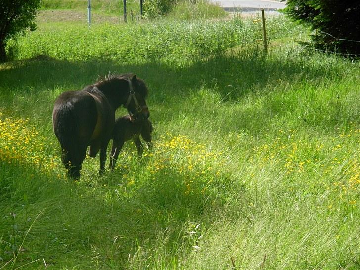 Miniature Prinsesse (solgt) - Lidt eftermiddags hygge med min mor... DEEEJLIGT billede 7