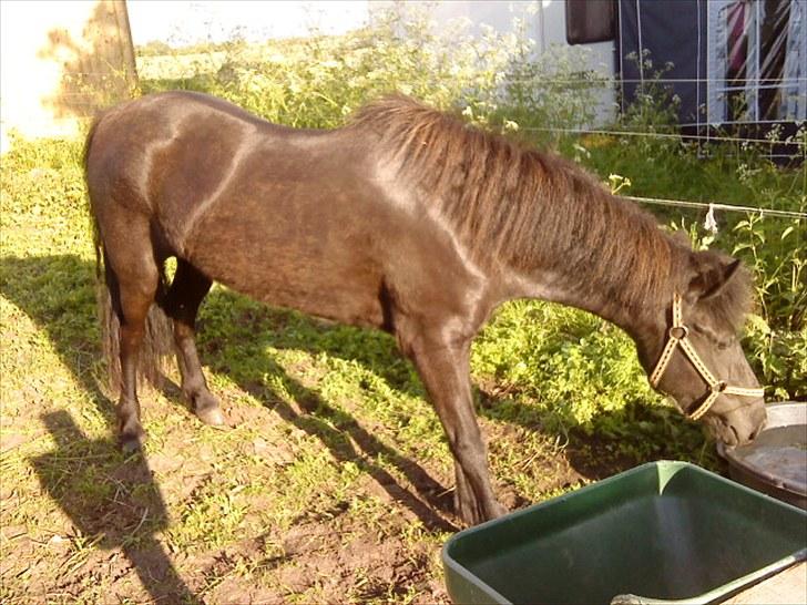 Islænder Litla *Mit et og alt* - uhhhhh hvad er det... billede 3