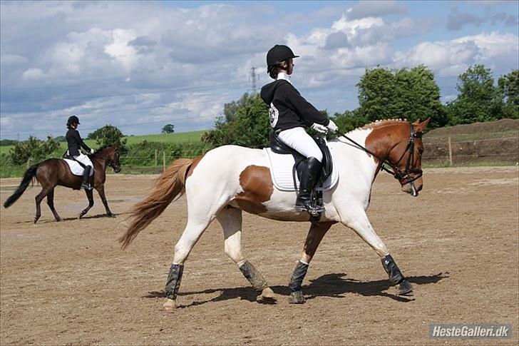Anden særlig race Painted Beauty SOLGT - - opvarmning til højelsecup på Strøgården :D billede 9