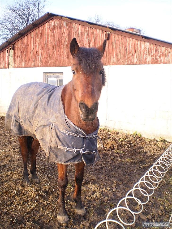 Anden særlig race Mabelle >min smukke< -  bamse med dækken (23 jan. 11)  (fg. nete) billede 10